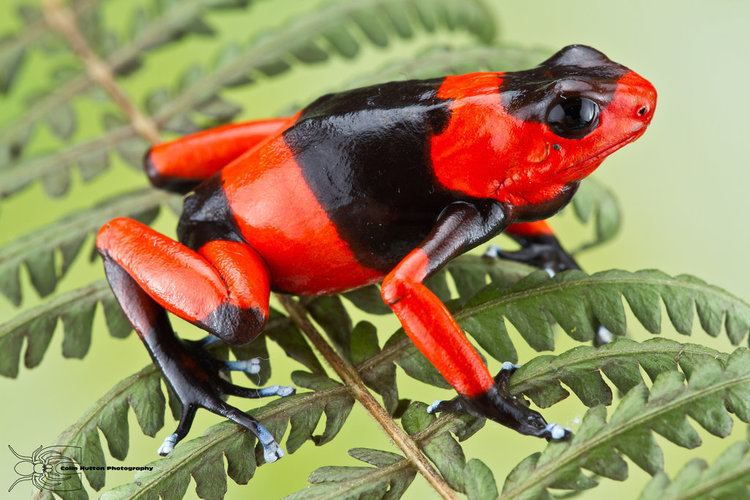 Lehmann's poison frog Lehmann39s Poison Frog Dendrobates lehmanni by ColinHuttonPhoto on