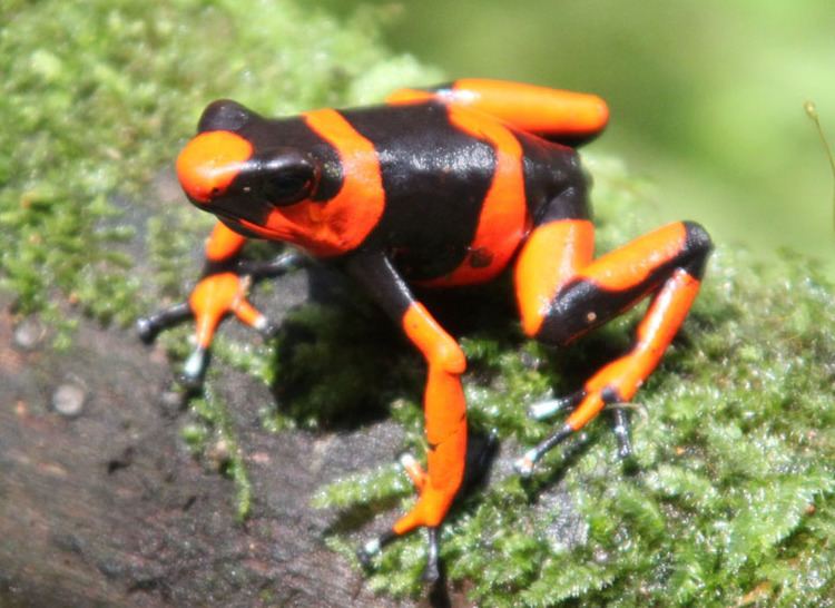 Lehmann's poison frog Farmed and legally exported Colombian poison frogs take on the