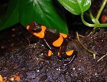 Lehmann's poison frog httpsuploadwikimediaorgwikipediacommonsthu