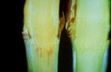 Leifsonia xyli xyli ePlantDisease sugarcane