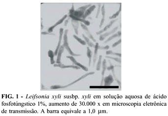 Leifsonia xyli xyli Policlonal antiserum specifity against Leifsonia xyli subsp xyli