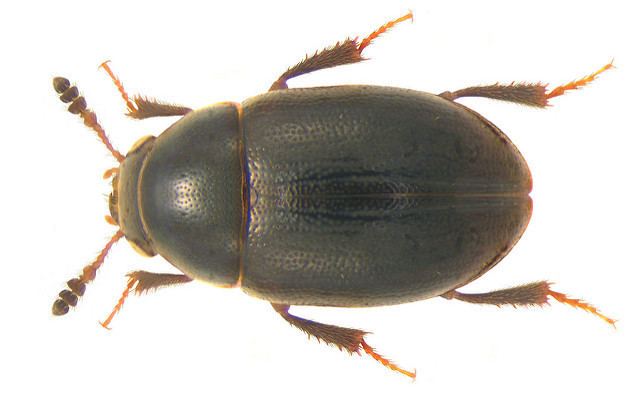 Leiodidae Coleoptera Family Leiodidae Flickr