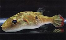 Leiodon cutcutia Leiodon cutcutia Ocellated pufferfish