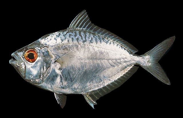 Leiognathidae Fish Identification