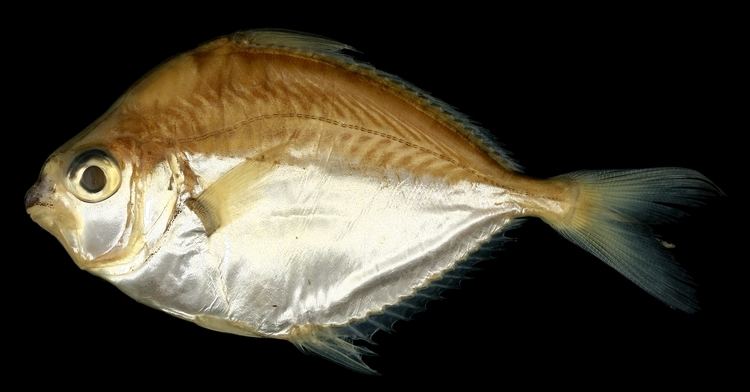 Leiognathus equulus Leiognathus equulus Common Ponyfish Specimen Photo AMNH 244305