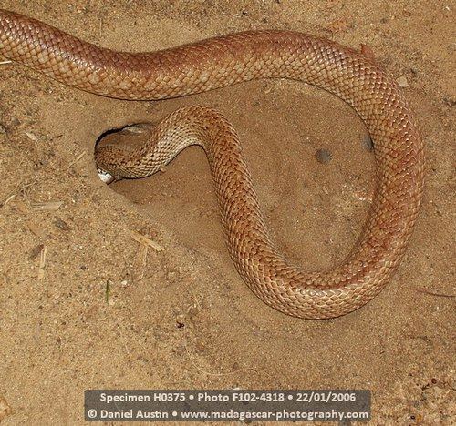 Leioheterodon geayi Leioheterodon geayi Snake Database