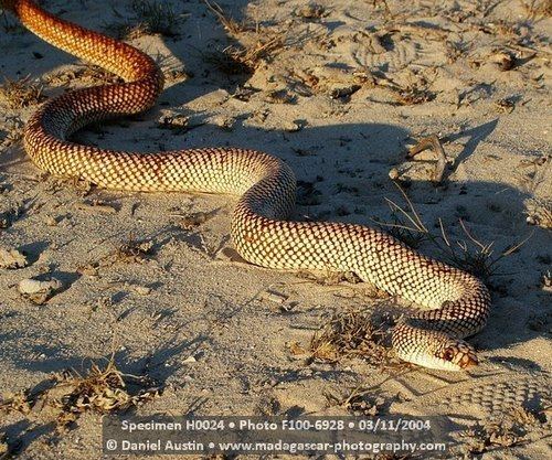 Leioheterodon geayi Leioheterodon geayi Snake Database