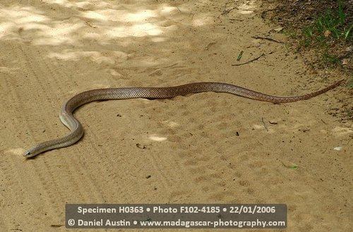 Leioheterodon geayi Leioheterodon geayi Snake Database