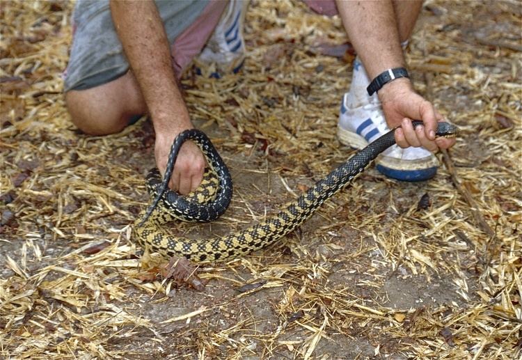 Leioheterodon madagascariensis FileMalagasy Giant Hognose Snake Leioheterodon madagascariensis