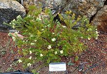 Leionema phylicifolium httpsuploadwikimediaorgwikipediacommonsthu