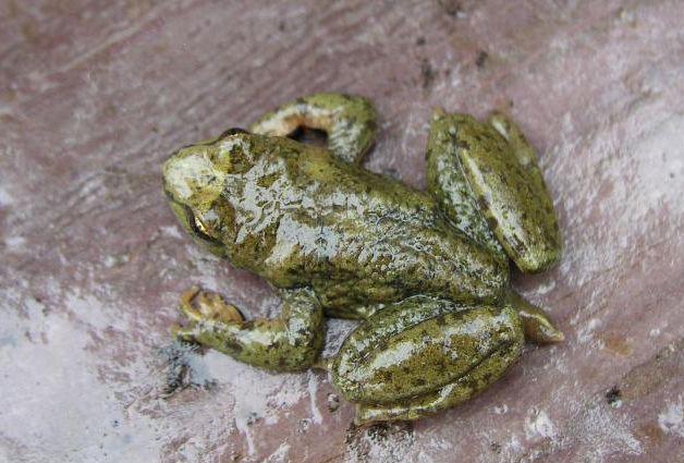 Leiopelmatidae Leiopelmatidae New Zealand Frogs Wildlife Journal Junior