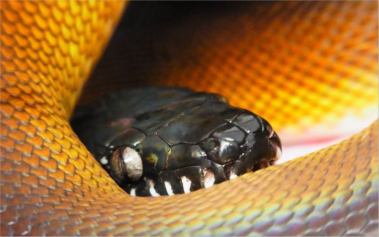 Leiopython Leiopython Albertisii Northern WhiteLipped Python Pythonidae