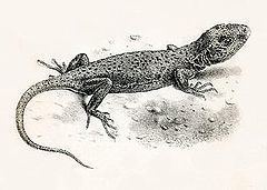 Leiosauridae httpsuploadwikimediaorgwikipediaenthumb9