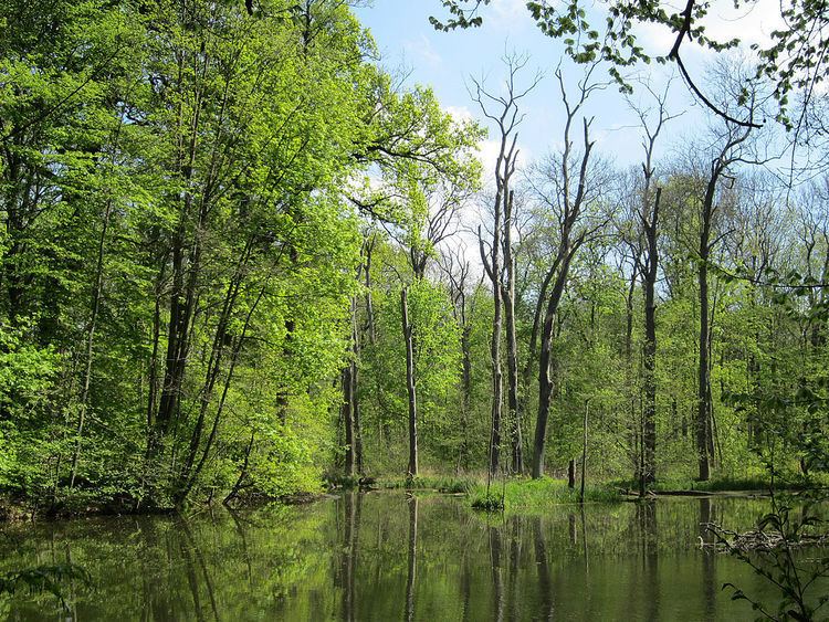 Leipzig Riverside Forest