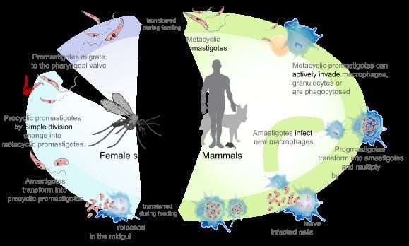 Leishmania Leishmania Wikipedia
