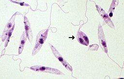 Leishmania Microscopy of Leishmania species
