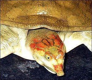 Leith's softshell turtle httpsuploadwikimediaorgwikipediacommonsthu