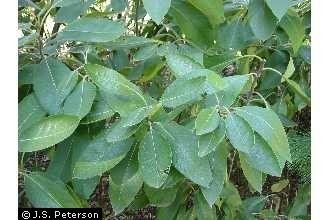 Leitneria Plants Profile for Leitneria floridana corkwood