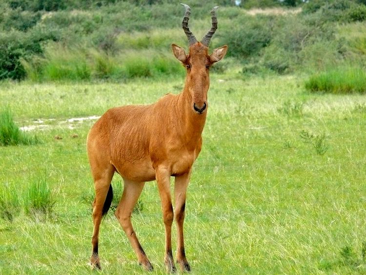 Lelwel hartebeest FileLelwel Hartebeest Alcelaphus lelwel 18172391956jpg