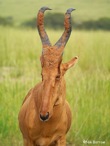 Lelwel hartebeest Lelwel Hartebeest Uganda Wild amp BeautifulAnimals amp Mammals