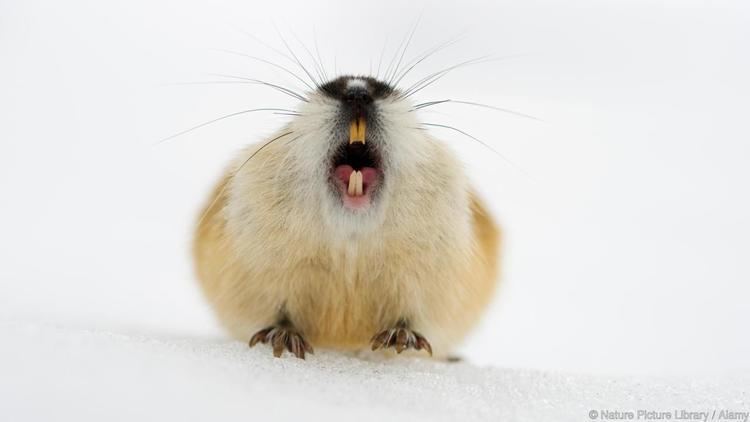 Lemming BBC Earth The truth about Norwegian lemmings