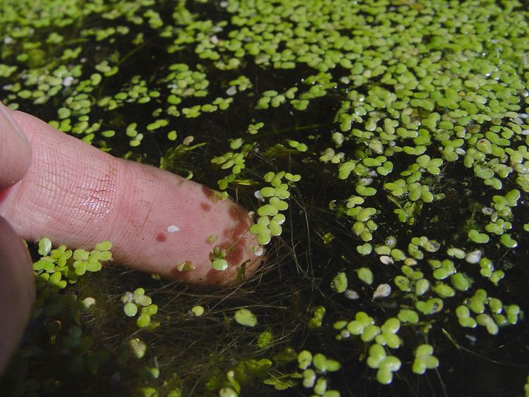 Lemna Lemna minor common duckweed Go Botany