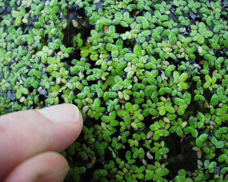 Lemna Lemna minor Araceae Common Duckweed