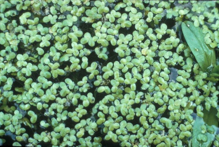 Lemna Lemna minor common duckweed Go Botany