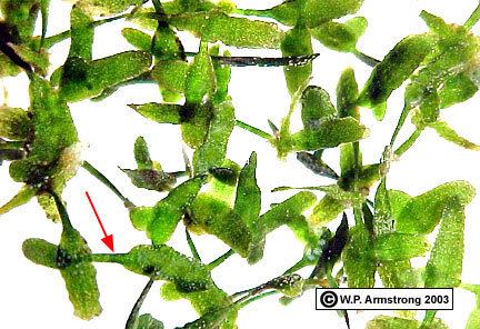 Lemna trisulca Lemnaceae Images of Lemna trisulca