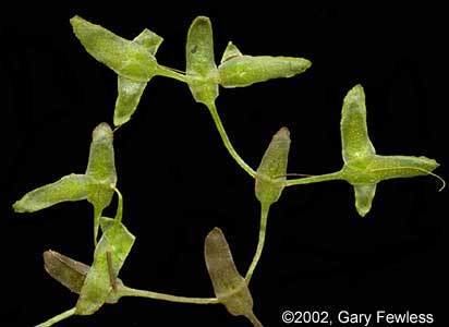 Lemna trisulca Wetland Plants of Wisconsin Lemna trisulca star duckweed