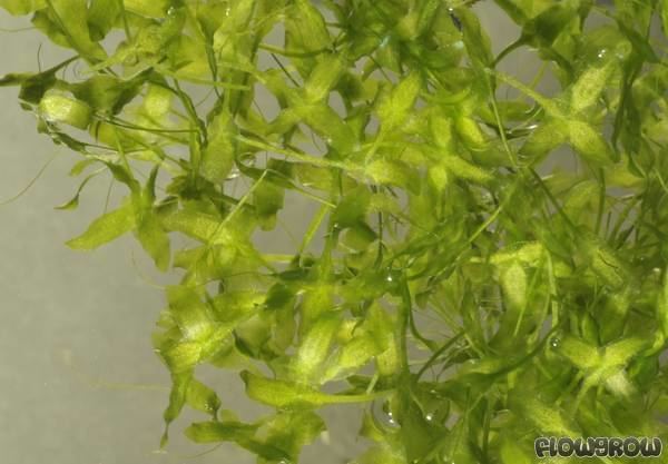 Lemna trisulca Lemna trisulca Star Duckweed Flowgrow Aquatic Plant Database