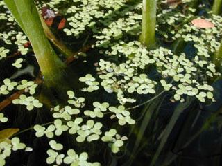 Lemna valdiviana Lemna valdiviana Valdivia duckweed NPIN