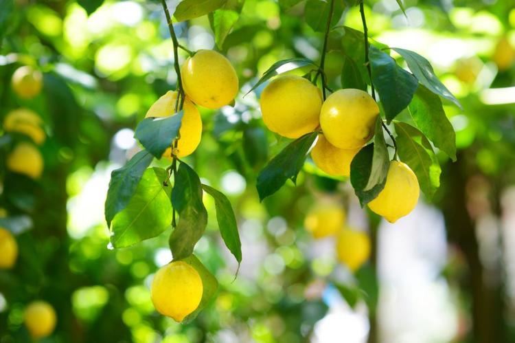 Lemon Lemons Health Benefits Nutrition Research Medical News Today
