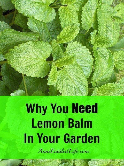 Lemon balm 1000 ideas about Lemon Balm Uses on Pinterest Herbs Herbs garden