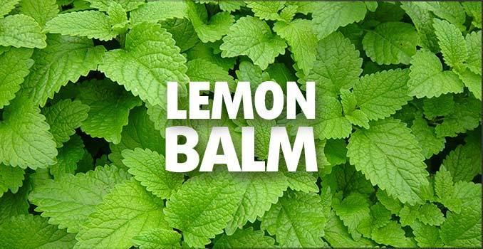 Lemon balm Lemon Balm 2300 Years of quotJoy and Mirthquot Smart Drug SmartsSmart