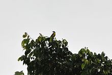 Lemon-browed flycatcher httpsuploadwikimediaorgwikipediacommonsthu