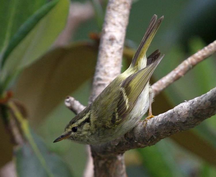 Lemon-rumped warbler Lemonrumped Leafwarbler Phylloscopus chloronotus videos photos