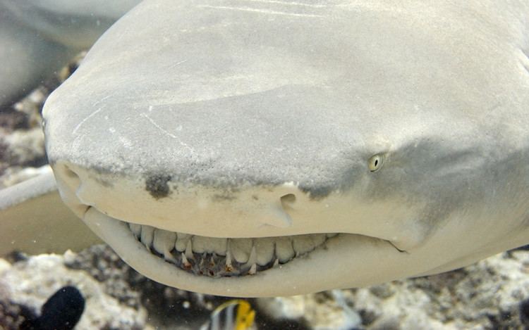 Lemon shark Lemon Shark Shark Facts and Information