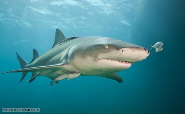 Lemon shark BBC Nature Lemon shark videos news and facts