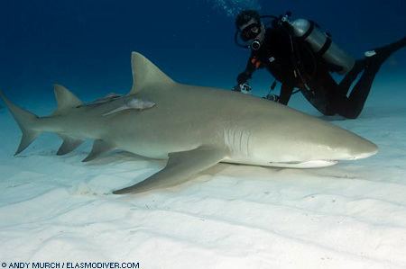 Lemon shark Lemon Sharks Negaprion brevirostris MarineBioorg