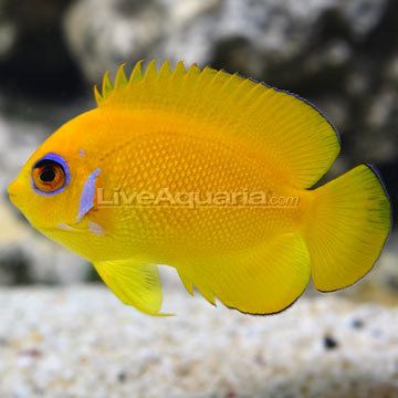 Lemonpeel angelfish wwwliveaquariacomimagescategoriesproductp66