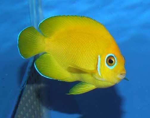 Lemonpeel angelfish Fish Focus Lemon Peel Angelfish Reef Sanctuary