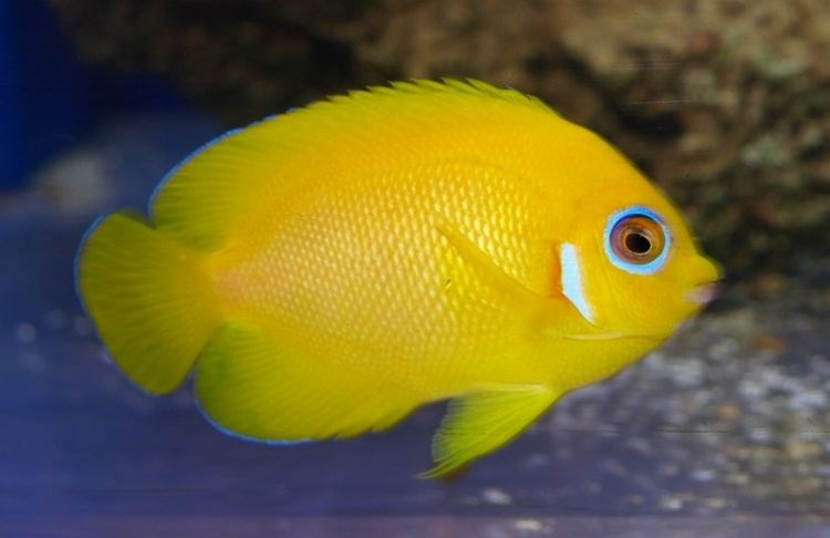 Lemonpeel angelfish Lemonpeel Angelfish