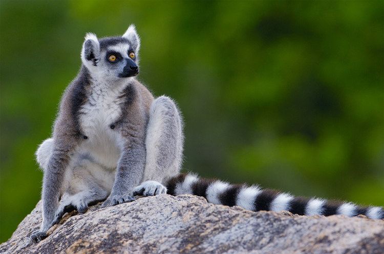 Lemur Hotels Offer a WideEyed Amenity Lemurs