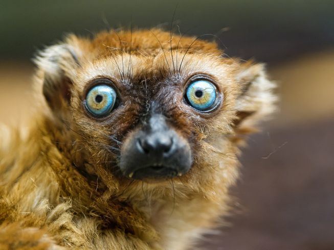 Lemur 11 incredible facts about lemurs MNN Mother Nature Network