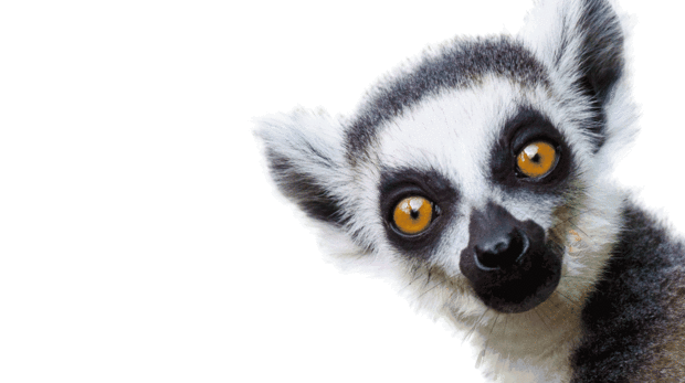 Lemur In with the Lemurs Zoological Society of London ZSL