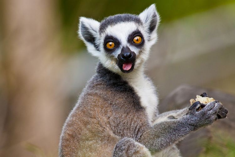 Lemur A Definitive Ranking Of The Ten Cutest Lemur Species