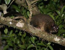 Lemur-like ringtail possum httpsuploadwikimediaorgwikipediacommonsthu