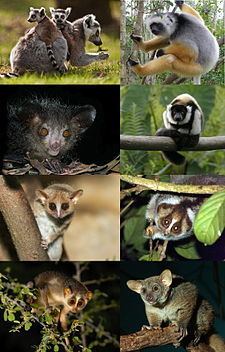 Lemuriformes httpsuploadwikimediaorgwikipediacommonsthu