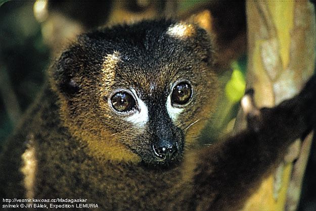 Lemuriformes Checklist of recent Madagascar species of lemurs Lemuriformes